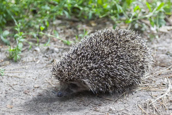 Kirpi Orman Yolu Üzerinde Kapat — Stok fotoğraf