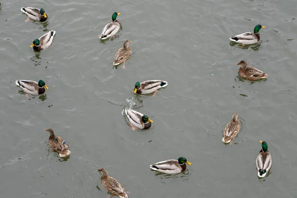 wild ducks swim in the water top view