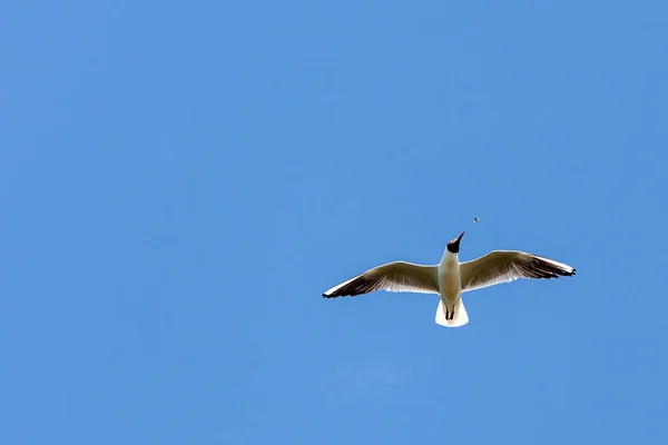 Måsen Flyger Mot Den Blå Himlen — Stockfoto