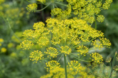 doku, yiyecek arka planı, çiçek açan dereotu kapama