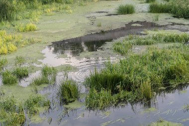 Kötü ekoloji, sulak arazi göleti, doğa.