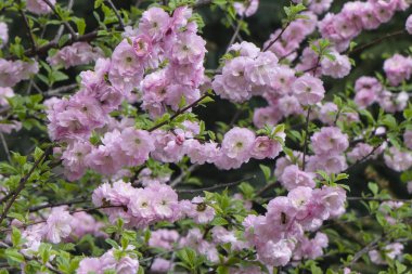 çiçekler Sakura pembe, Sakura Çiçeği ile kaplı çalıların dalları