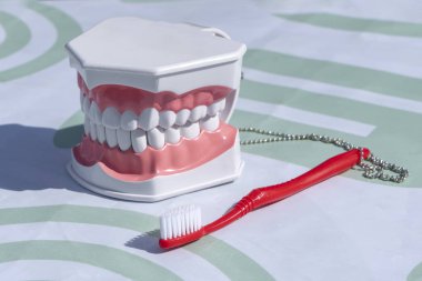 Beyaz arka planda izole tablo üzerinde insan dişleri, protez kukla ve diş fırçası