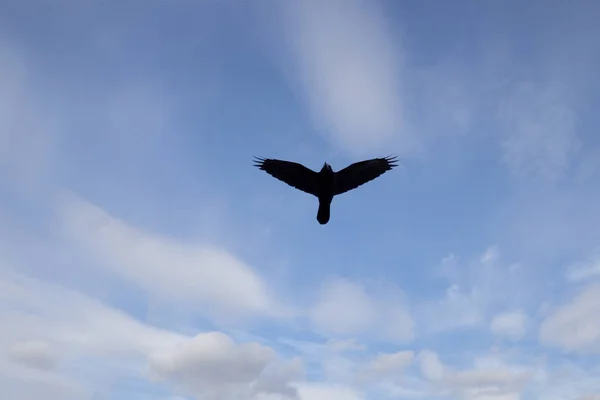 青い曇り空に舞い上がる鳥のシルエット — ストック写真