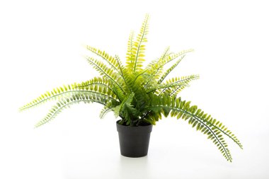 Beyaz arka planda izole edilmiş saksı bitkisi