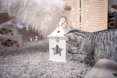 Güzel bir Noel Tatili süslemesi Bir kediyle
