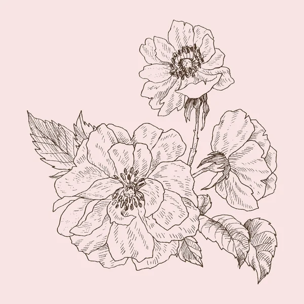 야생 장미 꽃 분기 분홍색에 격리 합니다. 빈티지 식물 손으로 그려진된 그림. 봄 정원 장미, 개 장미 꽃입니다. 벡터 디자인 — 스톡 벡터