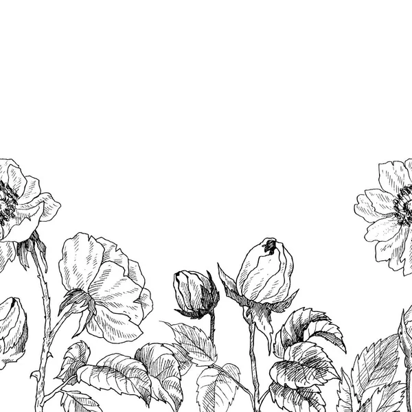 Problemfri grænse af vilde roser blomstre gren isoleret på hvid. Vintage botanisk håndtegnet illustration. Forår blomster af haven rose, hund rose. Vektorkonstruktion – Stock-vektor