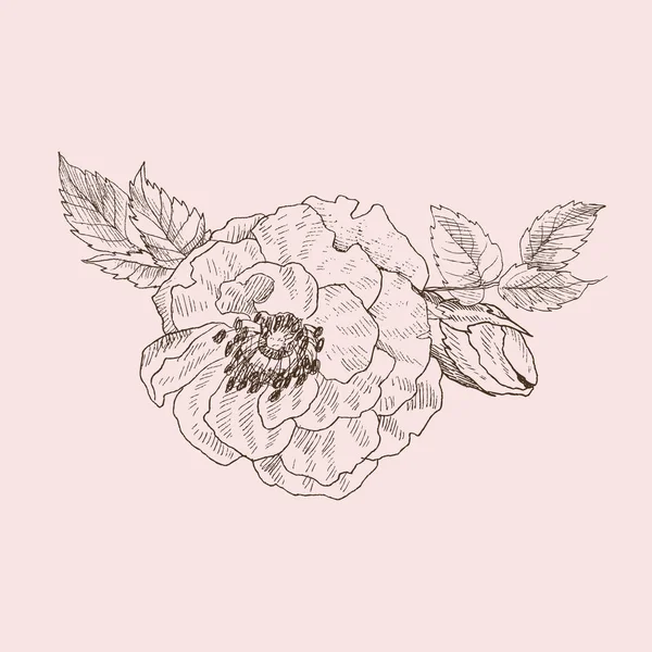 Цветочная ветвь дикой розы изолирована на розовом. Винтажная ботаническая ручная иллюстрация. Весенние цветы садовой розы, собачья роза. Векторный дизайн — стоковый вектор