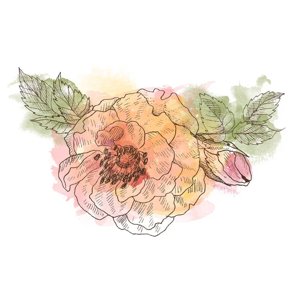 Fleur de roses sauvages branche isolée sur blanc. Illustration botanique vintage dessinée à la main avec tache aquarelle. Fleurs printanières de rose de jardin, rose de chien. Concept de fleur. Concept botanique — Photo