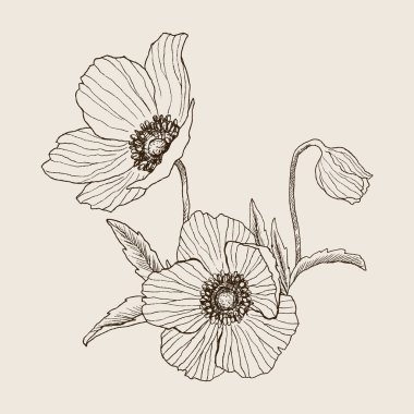 Anemon çiçeği buketi çizim vektör çiçek. İzole yabani bitki ve yaprakları. Bitkisel oyulmuş stil illüstrasyon. Detaylı botanik kroki. Çiçek kavramı. Botanik kavramı.