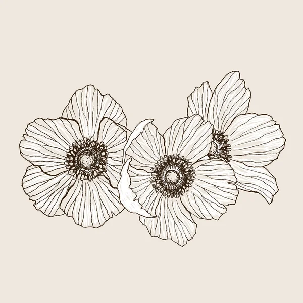 Anemone fiore vettore disegno bouquet. Pianta selvatica isolata e foglie. Illustrazione in stile inciso a base di erbe. Schizzo botanico dettagliato. Concetto di fiore. Concetto botanico . — Vettoriale Stock