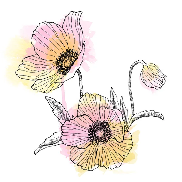 Anemon çiçeği çiçek buketi çizim doğrusal. Suluboya noktalar ile yabani bitki. Bitkisel oyulmuş stil illüstrasyon. Detaylı botanik kroki. Çiçek kavramı. Botanik kavramı.