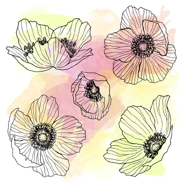 Anemone fiore disegno lineare impostato con punto acquerello. Pianta selvatica isolata e foglie. Illustrazione in stile inciso a base di erbe. Schizzo botanico dettagliato. Concetto di fiore. Concetto botanico . — Foto Stock
