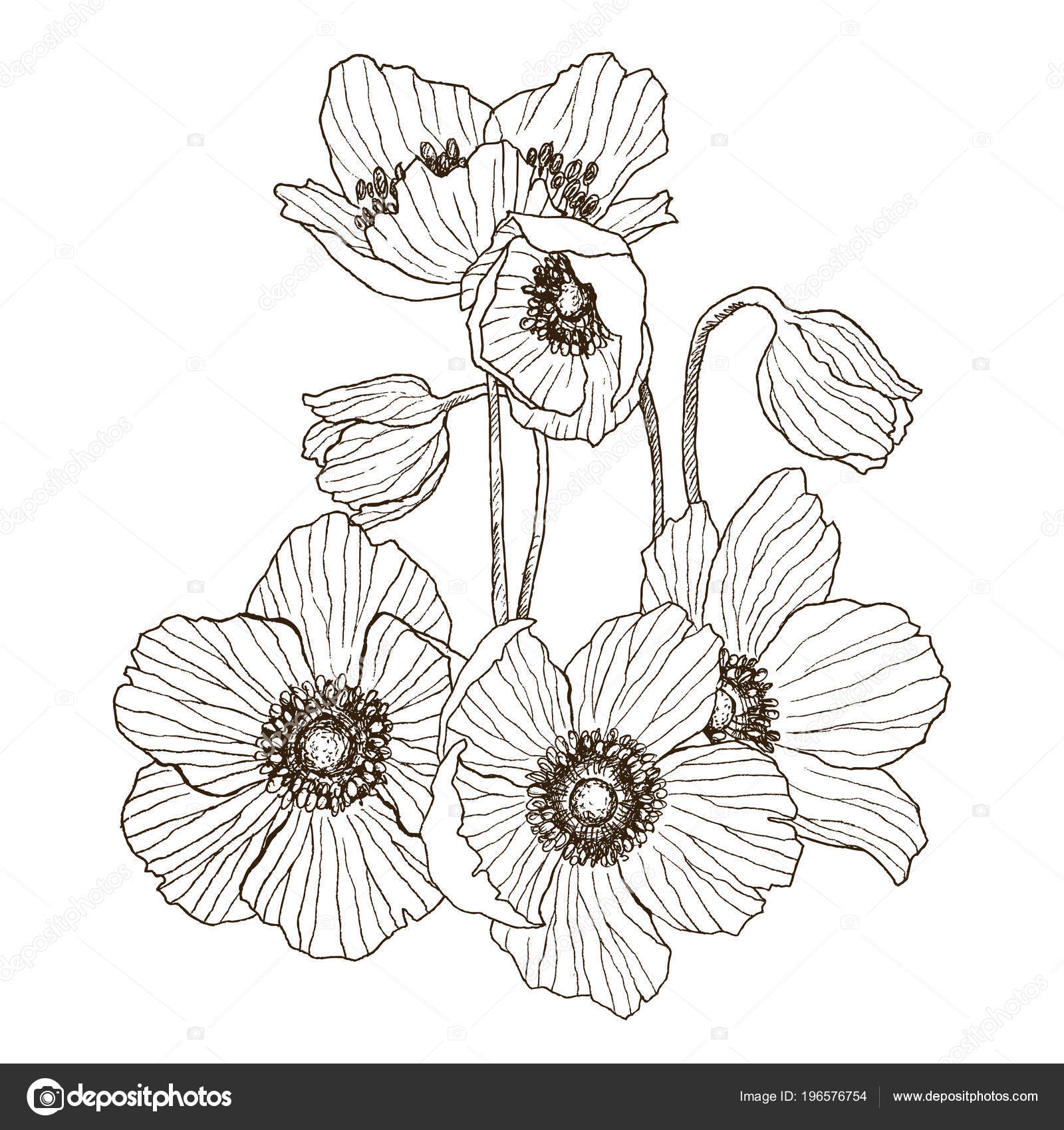 Anemone Drawing Flower Anemone Flower Vector Drawing Bouquet Isolated Wild Plant And Leaves Herbal Engraved Style Illustration Detailed Botanical Sketch Flower Concept Botanical Concept Stock Vector C Ledepict Gmail Com 196576754