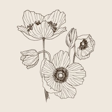 Anemon çiçeği buketi çizim vektör çiçek. İzole yabani bitki ve yaprakları. Bitkisel oyulmuş stil illüstrasyon. Detaylı botanik kroki. Çiçek kavramı. Botanik kavramı.