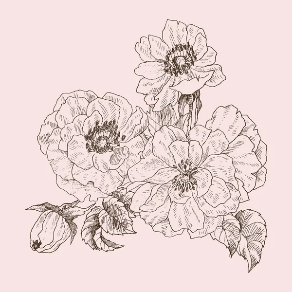 Цветочная ветвь дикой розы изолирована на розовом. Винтажная ботаническая ручная иллюстрация. Весенние цветы садовой розы, собачья роза. Векторный дизайн — стоковый вектор