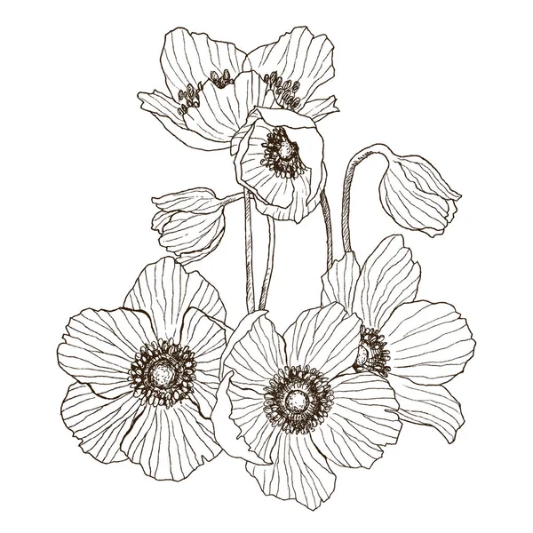 Anemone virág vektoros rajz csokor. Elszigetelt vadon élő növény- és levelek. Gyógynövény vésett rajzos illusztráció. Részletes botanikai vázlat. Virág koncepció. Botanikai koncepció. — Stock Vector
