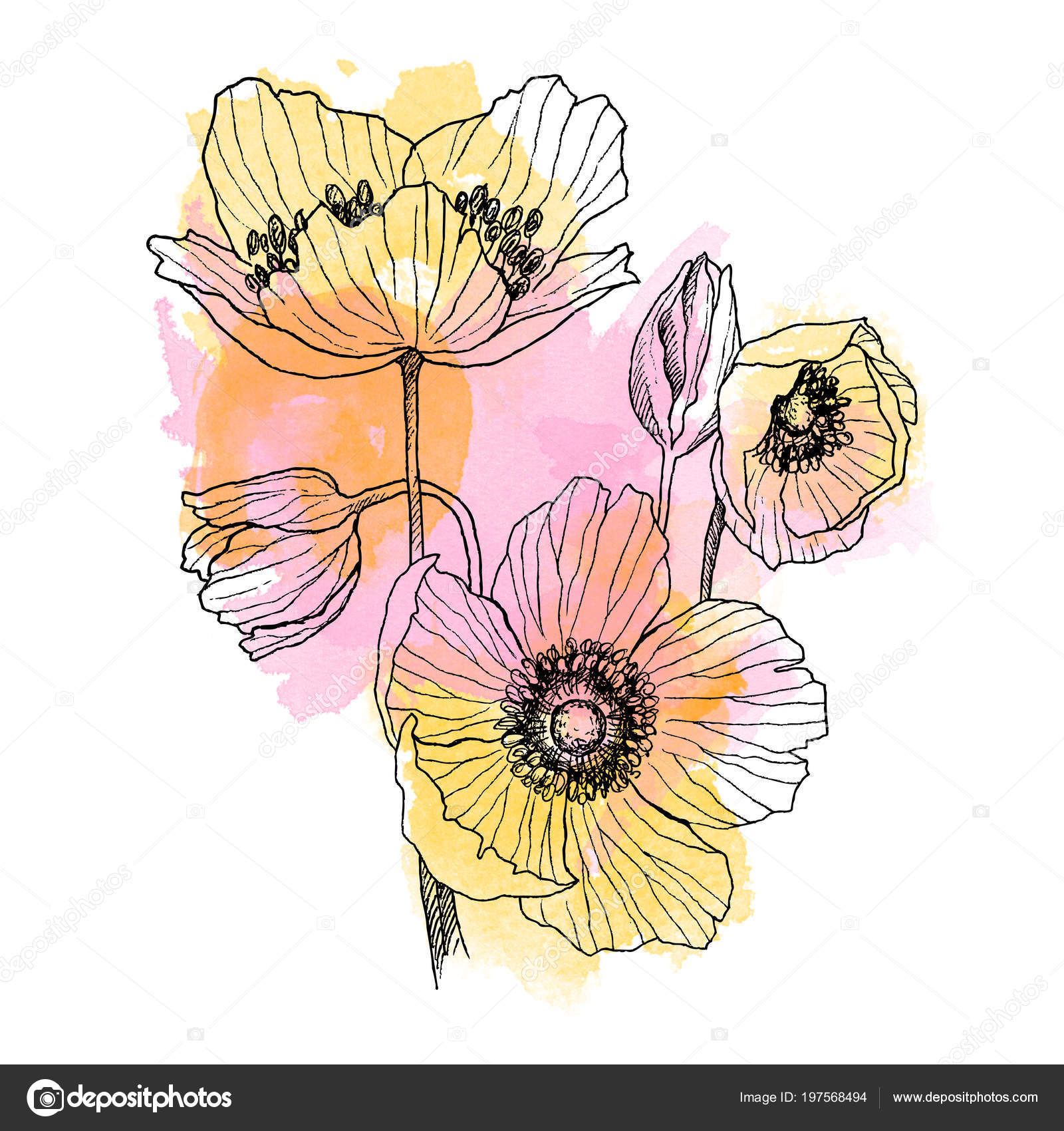 Ramo de dibujo lineal de flor de anémona. Planta silvestre con manchas de  acuarela. Ilustración de estilo grabado a base de hierbas. Esbozo botánico  detallado. Concepto floral. Concepto botánico . Ilustración de, image size:1600x1700