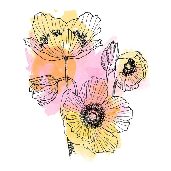 Anemonenblume lineare Zeichnung Strauß. Wildpflanze mit Aquarellflecken. Kräuterstichillustration. detaillierte botanische Skizze. Blütenkonzept. botanisches Konzept. — Stockfoto