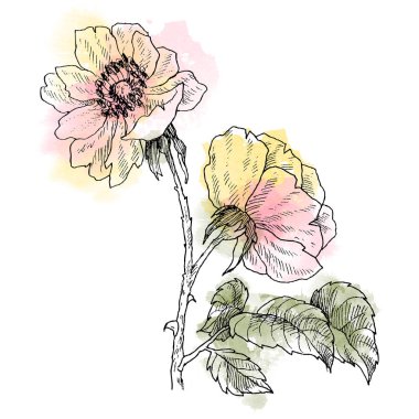 Yaban gülü beyaz izole dal çiçek. Vintage botanik el illüstrasyon suluboya nokta ile çekilmiş. Bahar çiçekleri bahçe gül, köpek gül. Çiçek kavramı. Botanik kavramı