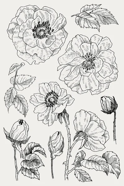 Ramo di fiori di rose selvatiche isolato su bianco. Illustrazione botanica vintage disegnata a mano. Fiori primaverili di rosa da giardino, rosa canina. Design vettoriale — Vettoriale Stock