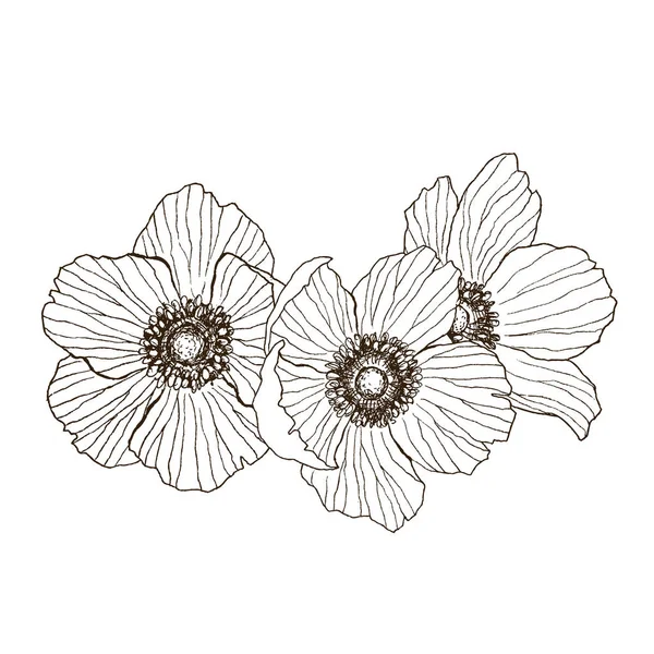 Anemone fiore vettore disegno bouquet. Pianta selvatica isolata e foglie. Illustrazione in stile inciso a base di erbe. Schizzo botanico dettagliato. Concetto di fiore. Concetto botanico . — Vettoriale Stock