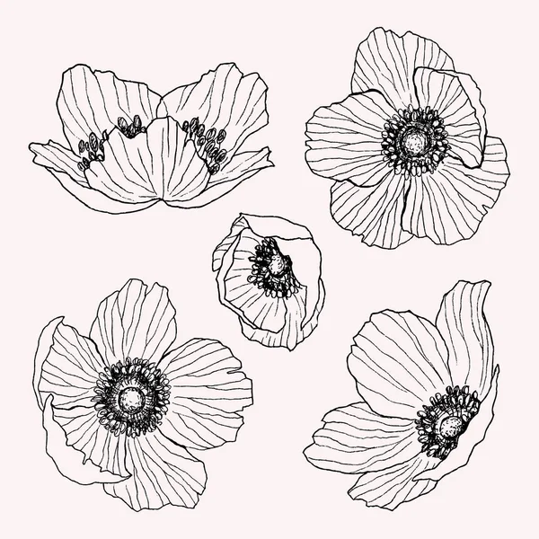 Set di disegno vettoriale fiore anemone. Pianta selvatica isolata e foglie. Illustrazione in stile inciso a base di erbe. Schizzo botanico dettagliato. Concetto di fiore. Concetto botanico . — Vettoriale Stock