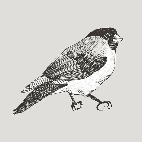 Vector graphic bullfinch hand drawn bird on retro graphic style. Ink drawing, vintage style. Cute bird for your design. High detailed illustration — Stock Vector