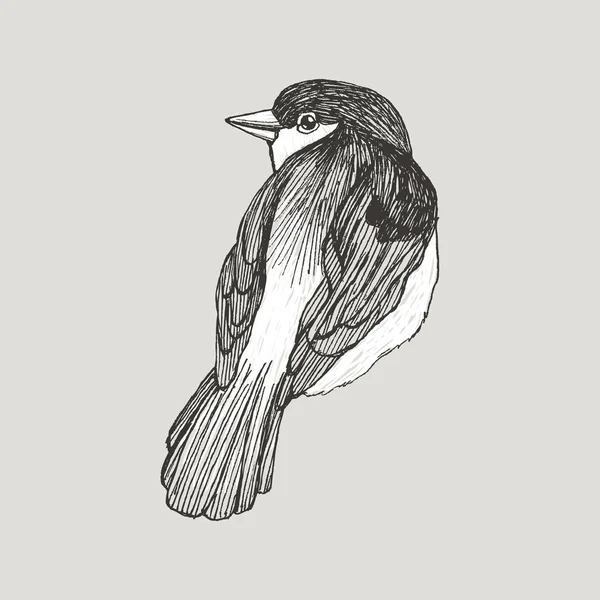 ベクトル グラフィック雀手レトロなグラフィック スタイルで描かれた鳥です。インクの描画、ビンテージ スタイル。あなたのデザインのかわいい鳥。高詳細なイラスト — ストックベクタ