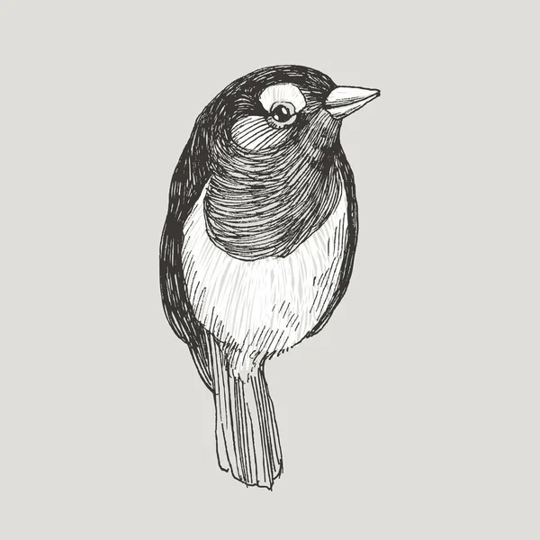 Vector gráfico dibujado a mano robin bird en estilo gráfico retro. Dibujo de tinta, estilo vintage. Lindo pájaro para su diseño. Alta ilustración detallada — Vector de stock