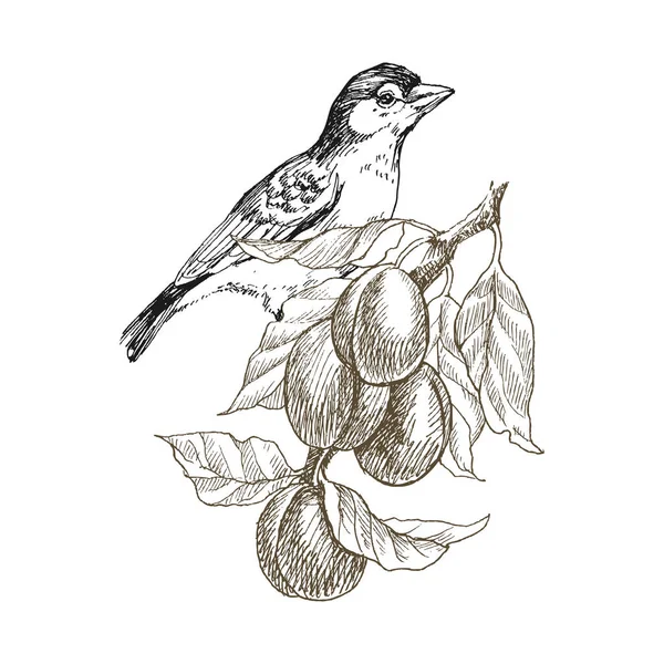 Sperlingsvogel handgezeichnet im Vintage-Stil mit Fruchtzweig. Frühlingsvogel sitzt auf Pflaumenzweigen. lineare Gravurkunst. Vogelkonzept. romantisches Konzept. Vektordesign — Stockvektor