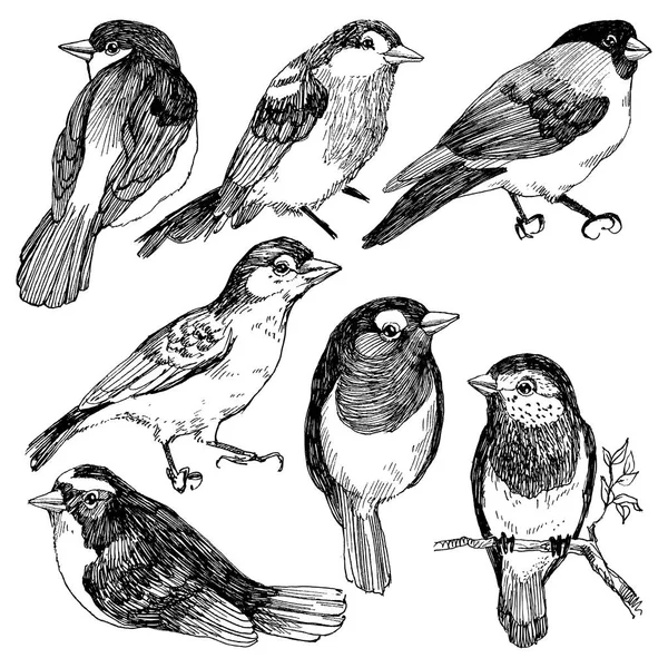 Ensemble graphique vectoriel d'oiseaux dessinés à la main sur fond blanc. Dessin à l'encre, style graphique. Des oiseaux mignons pour votre design — Image vectorielle