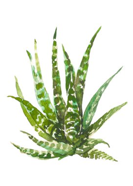 Beyaz arka plan üzerinde izole suluboya el çekilmiş kaktüs, sulu. Vintage suluboya botanik illüstrasyon Tekstil, yazdırma, davet, parti için. Tropikal kavramı.