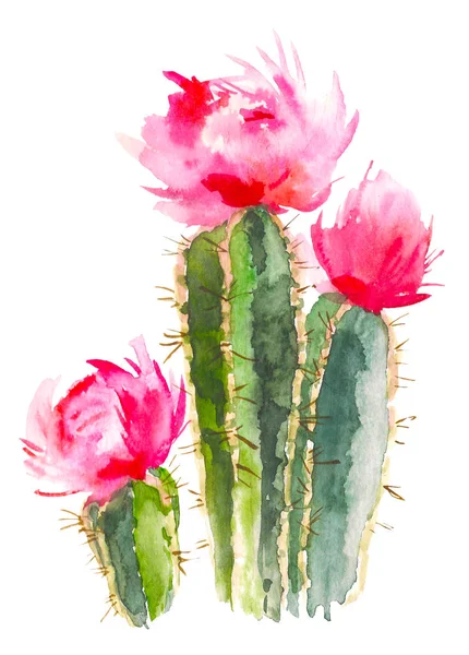 Cactus disegnato a mano ad acquerello, succulento isolato su sfondo bianco. Illustrazione botanica ad acquerello vintage per tessile, stampa, invito, festa. Concetto tropicale . — Foto Stock