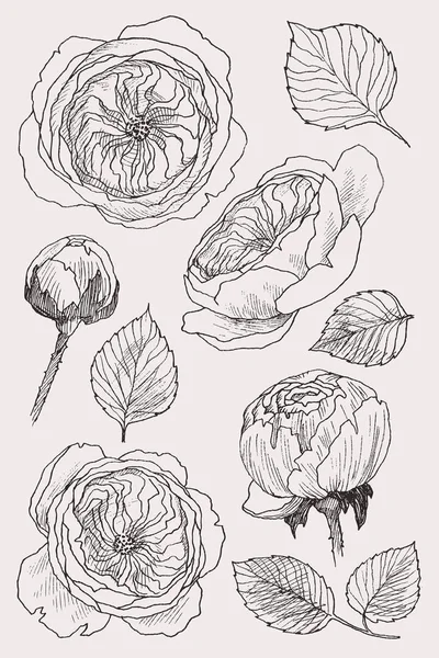 Blühende Blume. Set-Kollektion. handgezeichnete botanische Blütenzweige auf weißem Hintergrund. Vektorillustration. kann für Grußkarten, Hochzeitseinladungen, Muster verwendet werden. — Stockvektor
