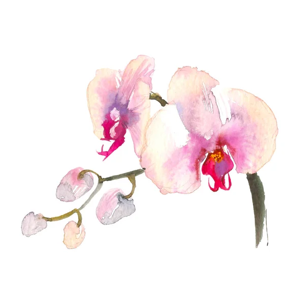 부드러운 분홍색 난초 지점 흰색 배경에 고립의 손으로 그린 수채화 그림. 하와이, 태국, 아시아의 열 대 꽃 — 스톡 사진