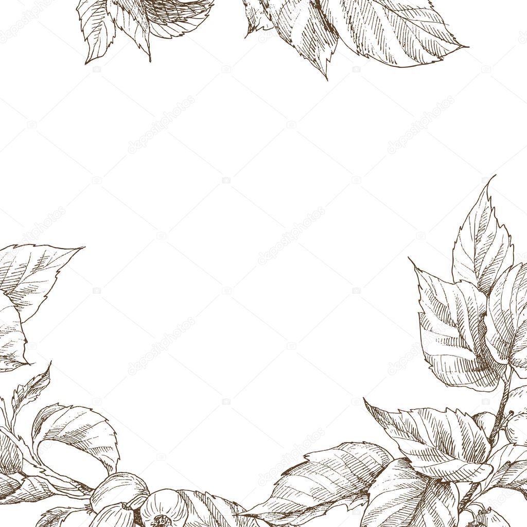 Garden herbal plants branch. Botanical frame. Vintage botanical hand drawn illustration. Spring leaves and dog rose. Place for text