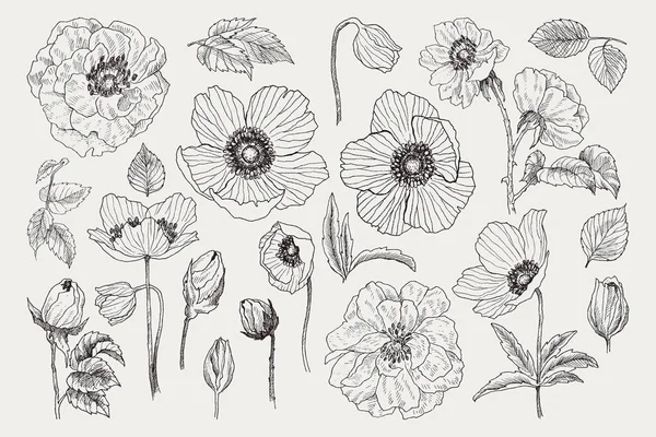 Stor uppsättning av monokroma vintage blommor vector-element, botaniska blomma dekoration shabby chic illustration vilda rosor och anemone, vallmo isolerade naturliga blommor blommor blad och kvistar. — Stock vektor