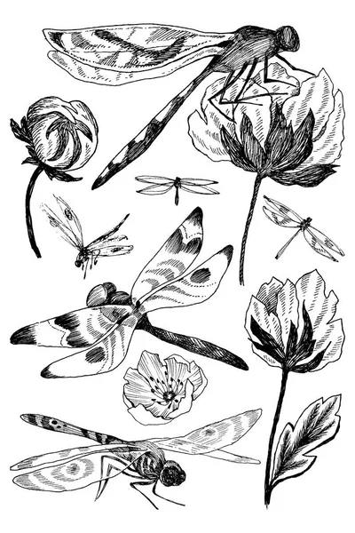 Set di elementi floreali vettoriali con erbe disegnate a mano in bianco e nero, fiori di campo e libellula in stile schizzo . — Vettoriale Stock