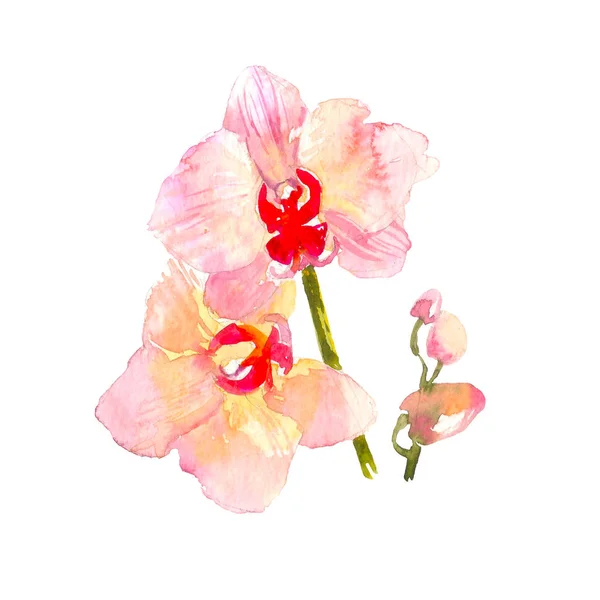 Ilustración acuarela dibujada a mano de la rama tierna de la orquídea anaranjada aislada en el fondo blanco. Flores tropicales de Hawaii, Tailandia, Asia — Foto de Stock