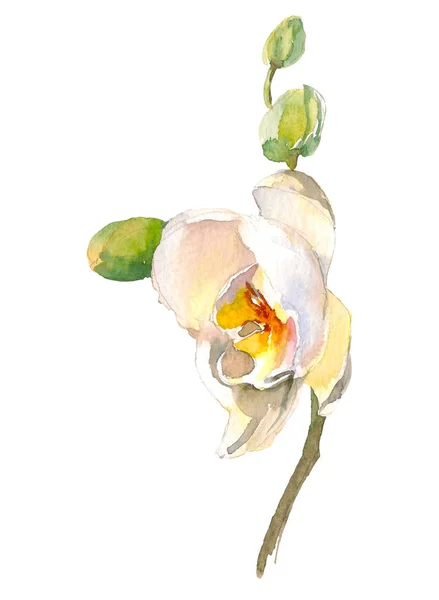 Kézzel rajzolt akvarell illusztrációs pályázat fehér orchidea ág elszigetelt fehér background. Trópusi virágok, Hawaii, Thaiföld, Ázsia — Stock Fotó