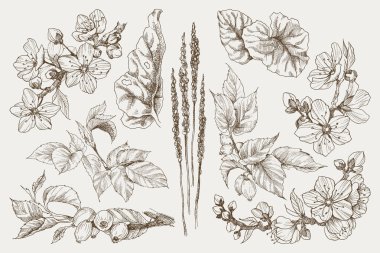 Büyük tek renkli vintage çiçek vektör öğeleri ayarla, botanik çiçek dekorasyon shabby chic illüstrasyon çiçek badem ve köpek rose doğal çiçek çiçekler yaprak ve dal izole.