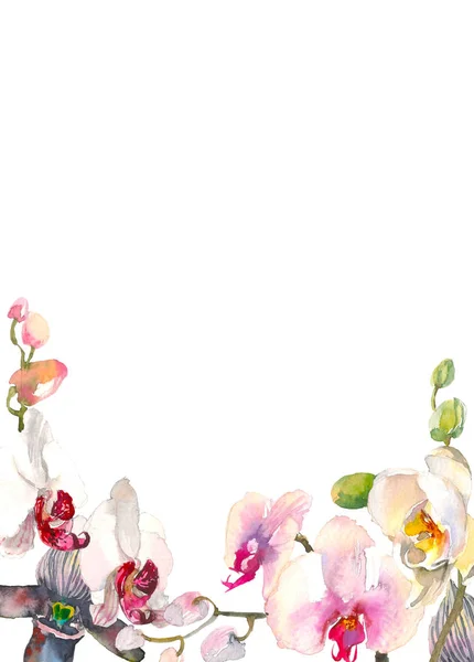 Handgezeichnete Aquarell-Illustration von zarten Orchideen Zweighintergrund. tropische Blumen von Hawaii, Thailand, Asien. zurück für Ihr Design. Platz für Text — Stockfoto