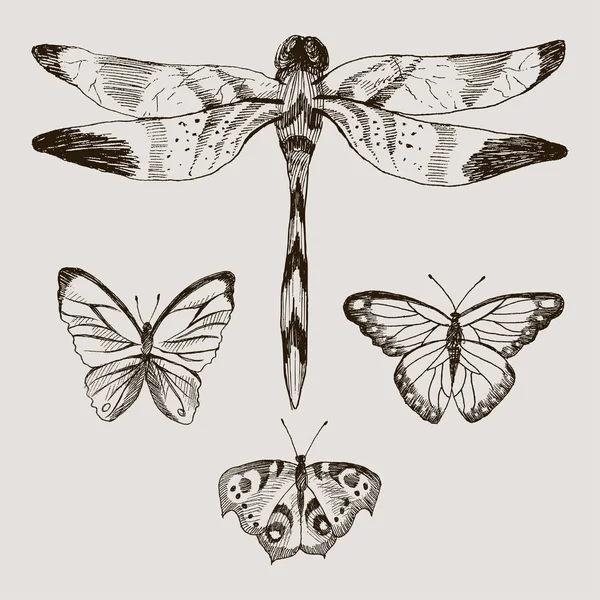 Conjunto vectorial de mariposas y libélulas al estilo de la enciclopedia botánica. Bosquejo dibujado a mano de mariposas y libélulas aisladas . — Vector de stock