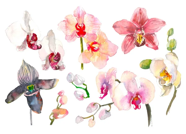 Ensemble d'aquarelle dessinée à la main représentant une branche d'orchidée tropicale isolée sur le fond blanc. Fleurs tropicales d'Hawaï, Thaïlande, Asie — Photo