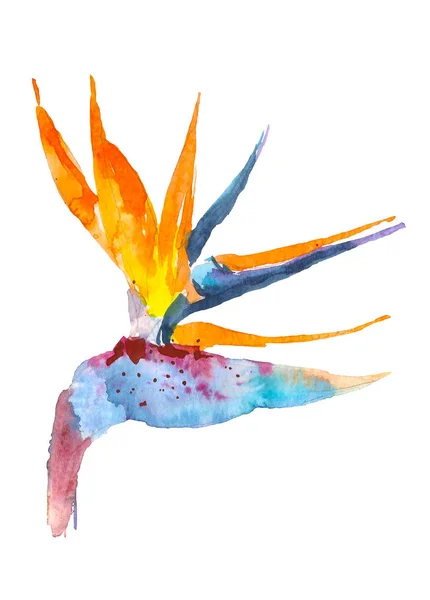 Strelitzia tropische Pflanze. Aquarell handgezeichnete Blumen und Blätter. Design für Einladungen, Hochzeiten oder Grußkarten. Blütenkonzept. Tropisches Konzept — Stockfoto