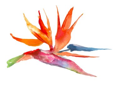 STERLİÇYA tropikal bitki. Suluboya elle çizilmiş çiçek ve yaprakları. Davetiye, düğün veya tebrik kartları için tasarım. Çiçek kavramı. Tropikal kavramı