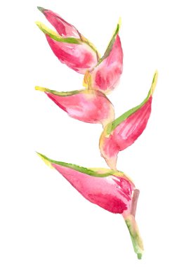 Calathea tropikal bitki. Beyaz izole suluboya el çekilmiş egzotik çiçek. Davetiye, düğün veya tebrik kartları için suluboya öğe. Çiçek kavramı. Tropikal kavramı