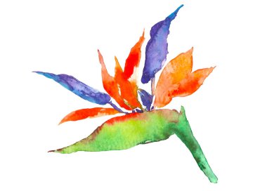 STERLİÇYA tropikal bitki. Suluboya elle çizilmiş çiçek ve yaprakları. Davetiye, düğün veya tebrik kartları için tasarım. Çiçek kavramı. Tropikal kavramı